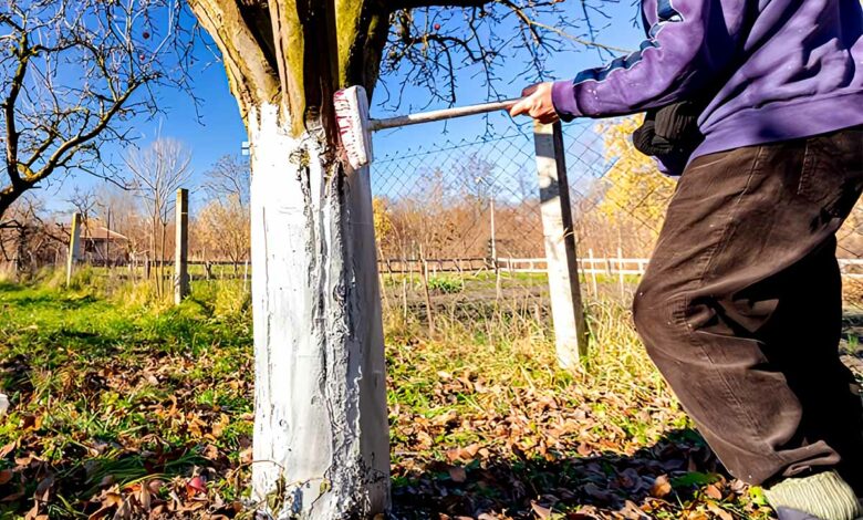 Le chaulage se pratique de septembre à avril sur les arbres fruitiers afin de les protéger des agressions climatiques, des insectes et des champignons.