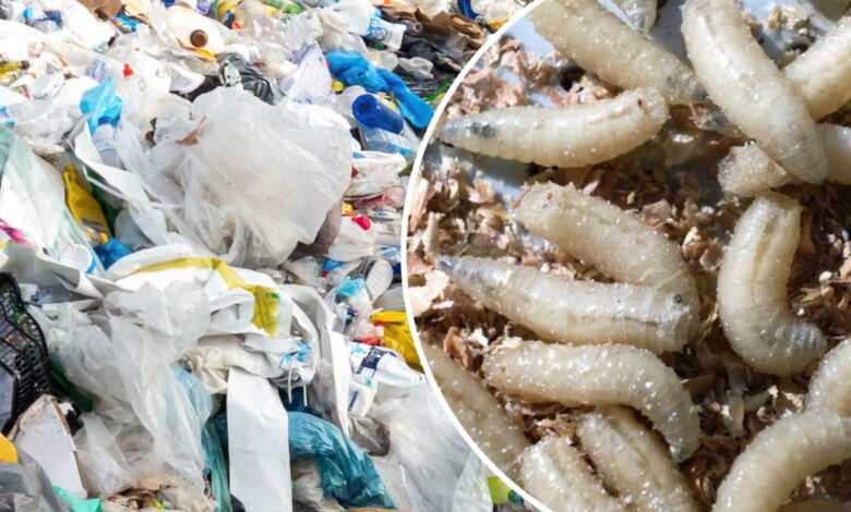 Les larves de Galleria mellonella communément appellés vers de cire, seraient capables de digérer du plastique.