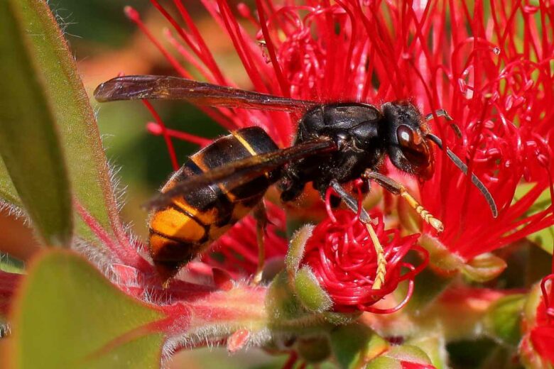 Les frelons asiatiques sont opportunistes et peuvent créer des nids enterrés.