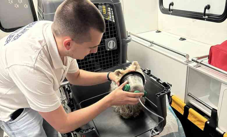 L'ESTA est une association qui transporte vos animaux blessés jusqu'à un centre de soins.