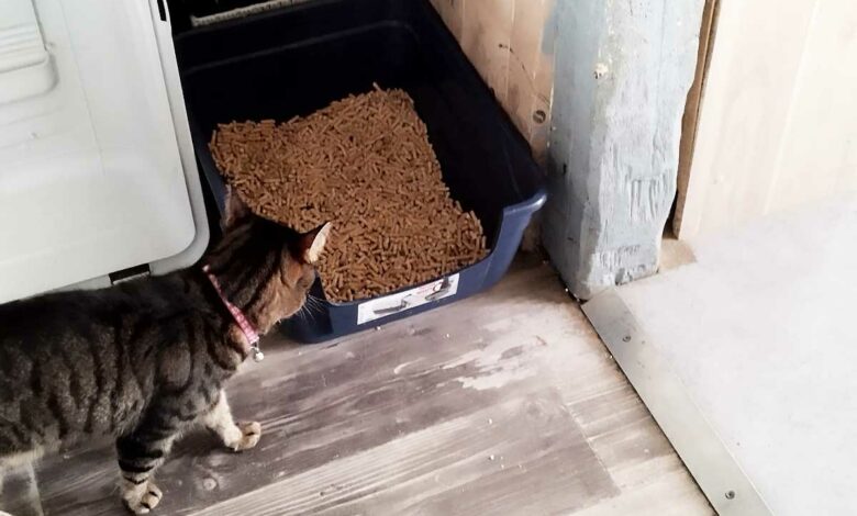 Un chat qui va à sa litière remplie de pellets de bois.