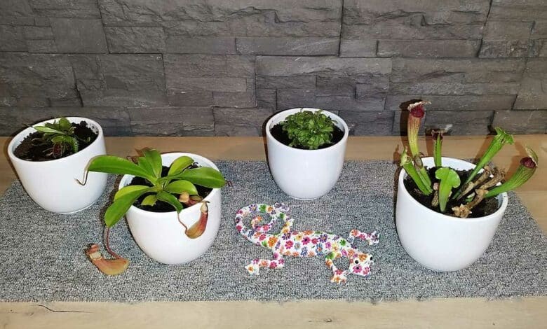 Quatre plantes carnivores en pots blancs.