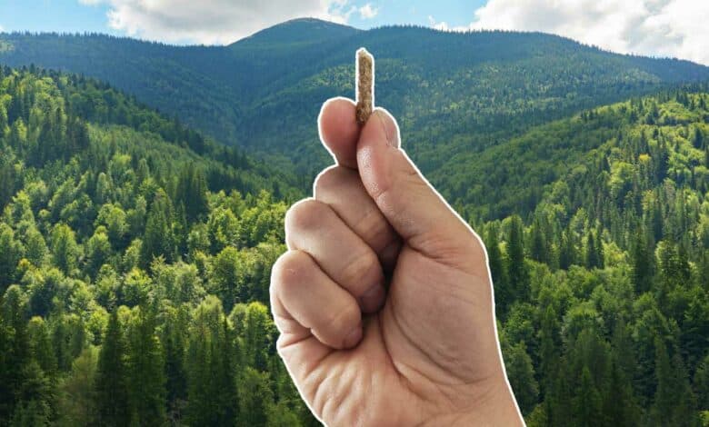 Les pellets, représentent-ils un danger pour nos forêts françaises ?
