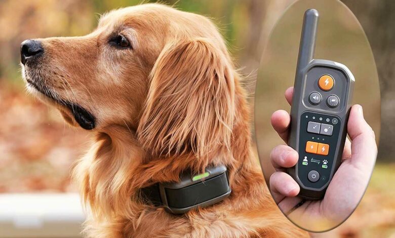 Une laisse virtuelle pour votre chien, un collier et une télécommande, terminé les laisses qui s'emmêlent.