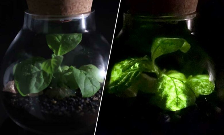 La startup propose d'éclairer les rues ou les habitations avec des plantes bioluminescentes pour réduire les dépenses d'énergie et les émissions de CO2.