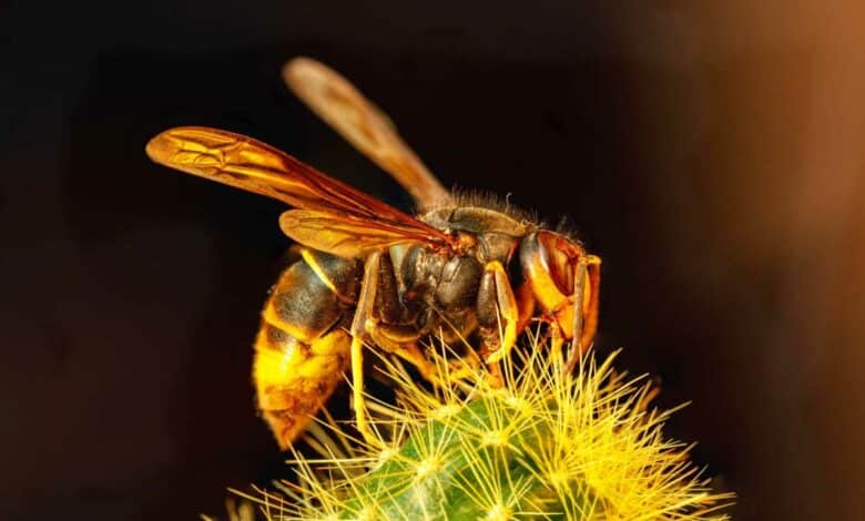 Un frelon asiatique sur un cactus.