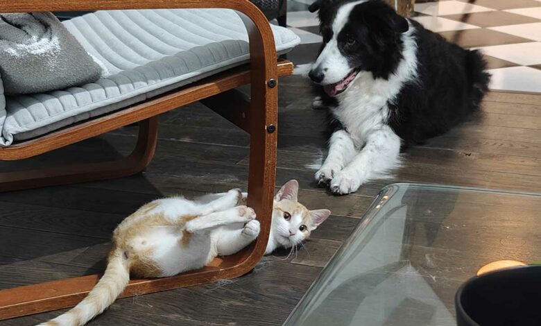 Un chien et un chat heureux dans le salon.