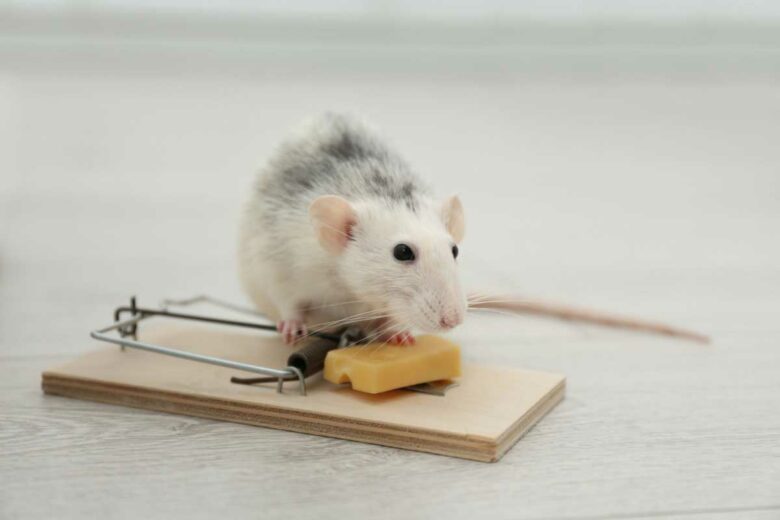 Une souris sur une tapette.