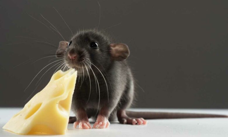 Un rat (de compagnie) qui mange un morceau de fromage.
