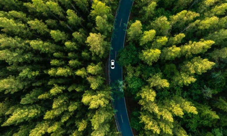 Une forêt clonale en Utah.