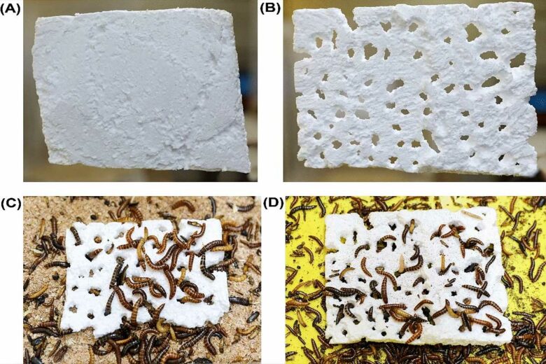Différentes étapes de la recherche sur la digestion du polystyrène par des vers de farine.