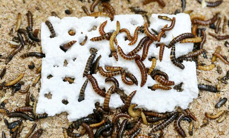 Des chercheurs Kényans ont découvert un insecte mangeur de plastique.