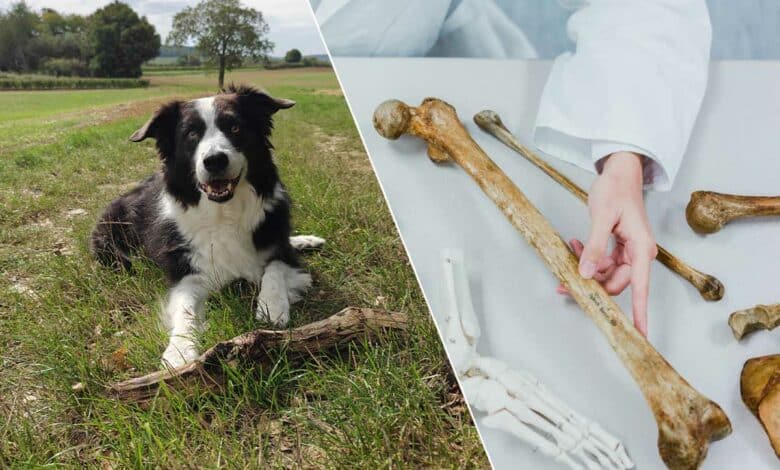 Un chien et des os humains.