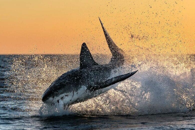 Une attaque de requin blanc.