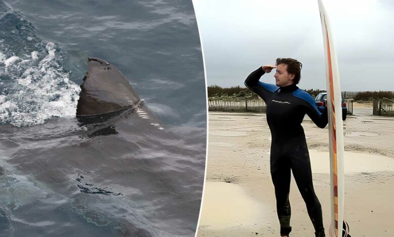 Une attaque de requin blanc.