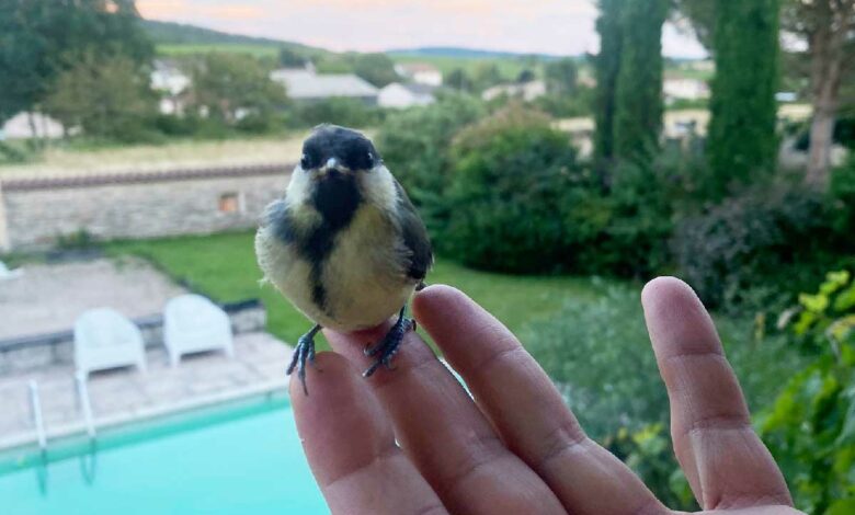 Nourrir les oiseaux en hiver est important car l'accès à la nourriture se fait plus rare et leurs besoins de calories est plus important.