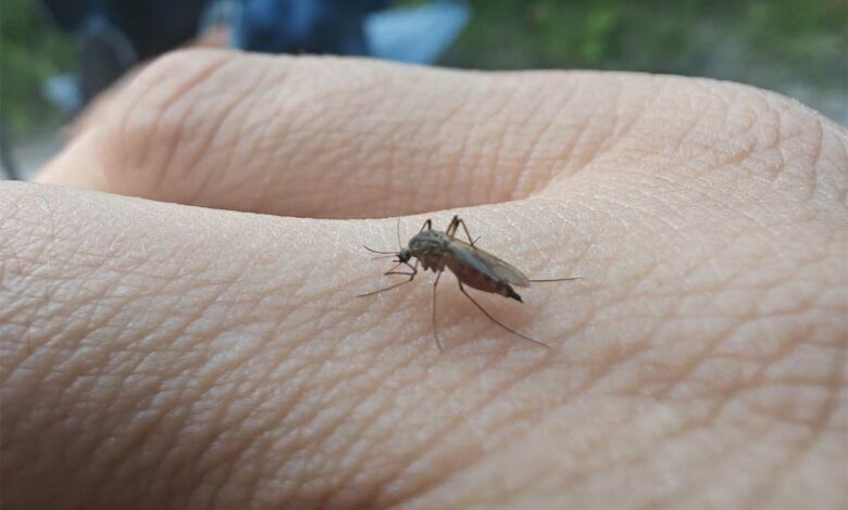 Un moustique sur une main.