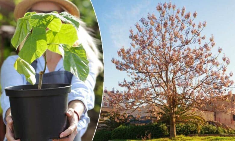 Une femme tend un pot avec une pousse de paulownia.