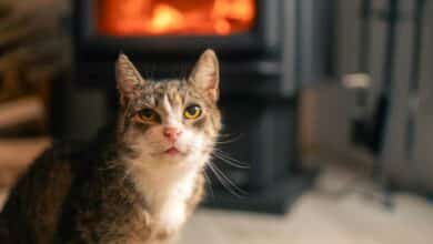 Un chat près d'un poêle à bois.