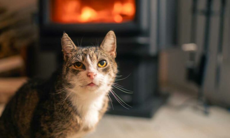 Un chat près d'un poêle à bois.