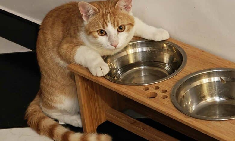 Un chat roux qui s'intéresse à la gamelle d'un chien.