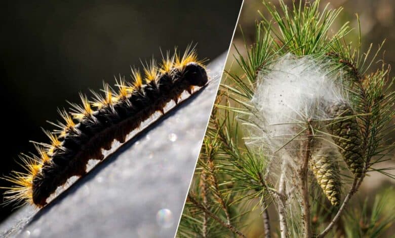 Une chenille processionnaire et un nid.