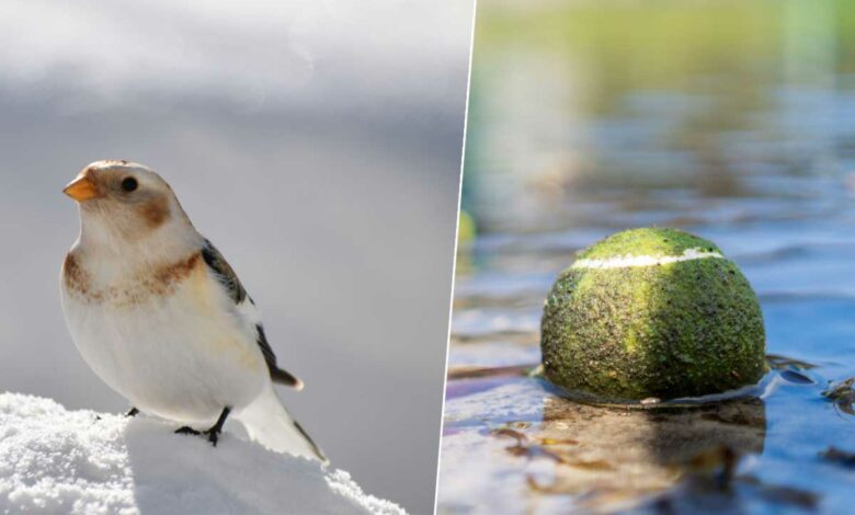 Un oiseau et une balle de tennis.