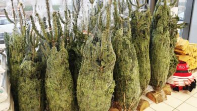 Sapins de Noël en vente.