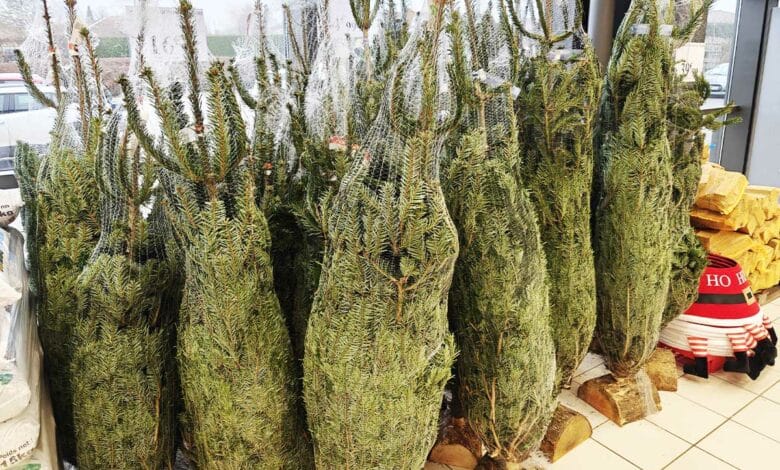 Sapins de Noël en vente.