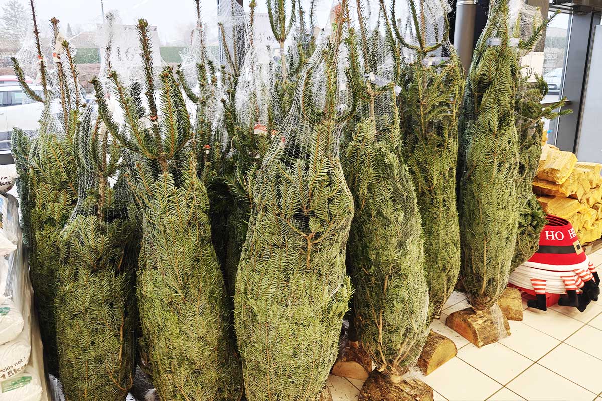 Sapins de Noël en vente.