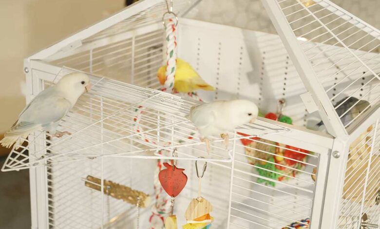 Des oiseaux sur leur cage.