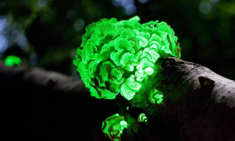 Des champignons bioluminescents.