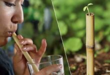 Une paille en bambou avec une plante qui pousse.
