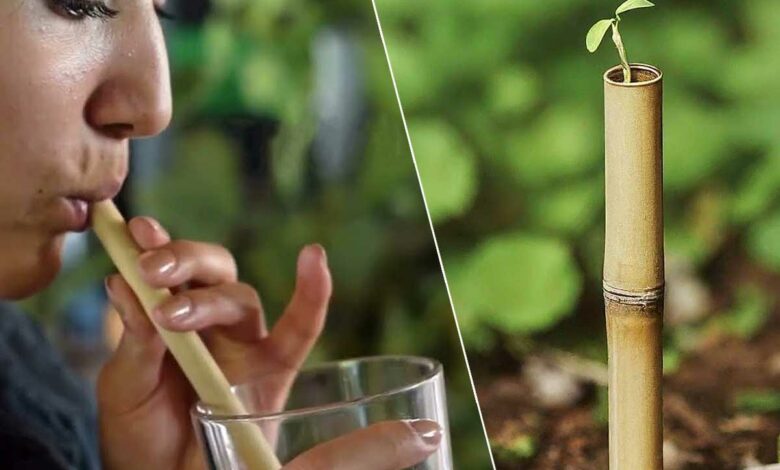 Une paille en bambou avec une plante qui pousse.