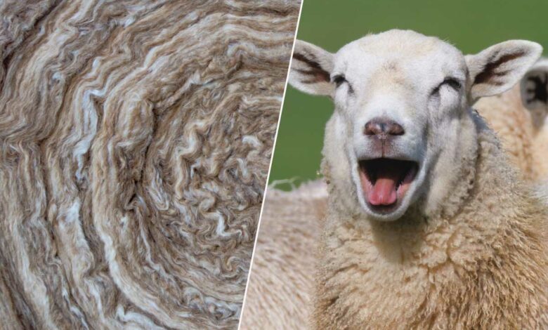 La laine de mouton est un produit entièrement naturel.