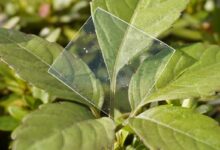 Une fine feuille du plastique biodégradable.