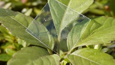 Une fine feuille du plastique biodégradable.