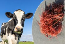 Une vache et des algues rouges.