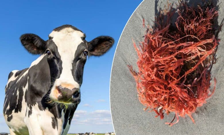 Une vache et des algues rouges.