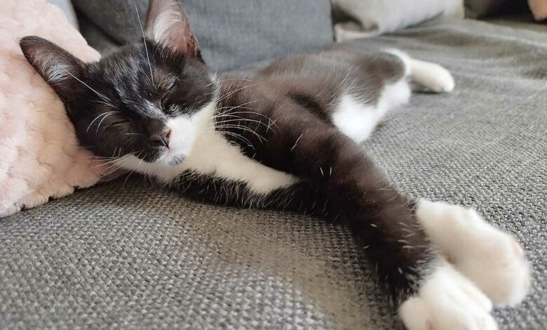 Un chat qui dort paisiblement.