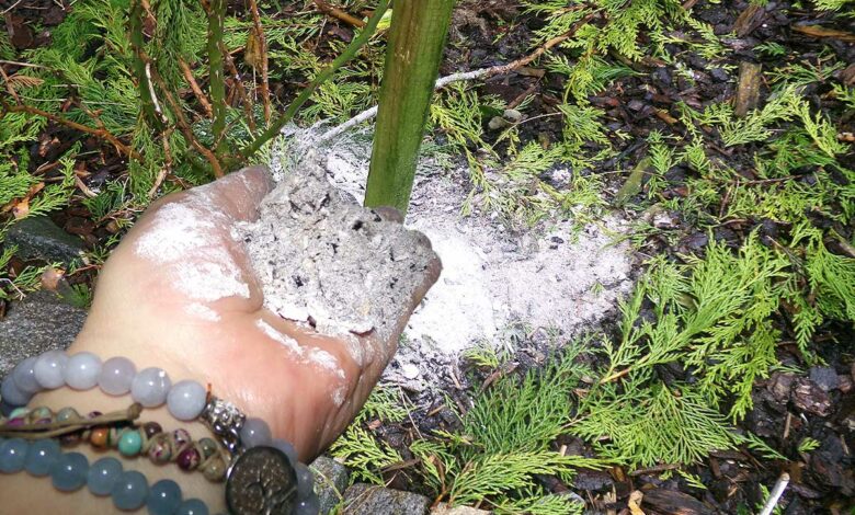 Dépôt de cendre au pied des plantes.