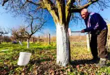Un homme applique du blanc arboricole sur un arbre.