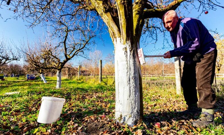 Un homme applique du blanc arboricole sur un arbre.