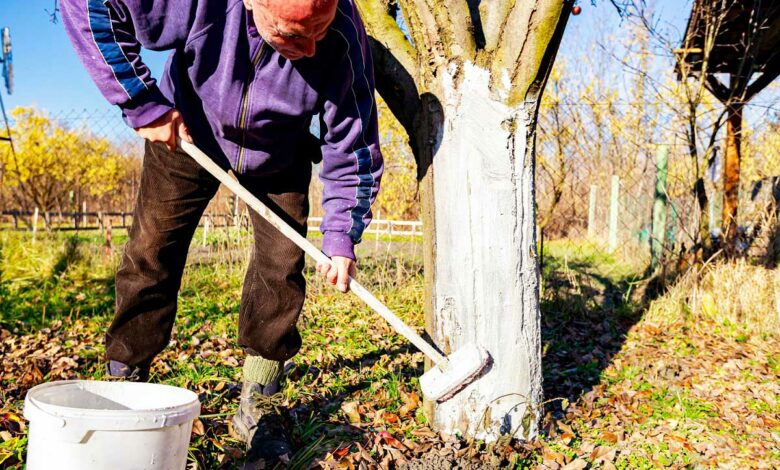 Un homme applique de la chaux sur un tronc d'arbre.