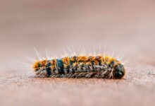 Une chenille processionnaire et ses poils urticants.