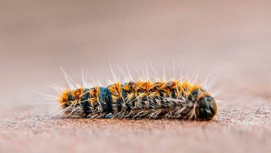 Une chenille processionnaire et ses poils urticants.