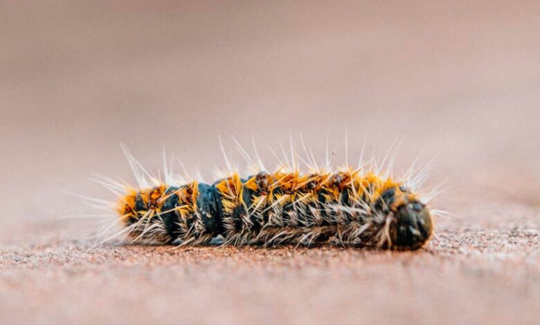 Une chenille processionnaire et ses poils urticants.