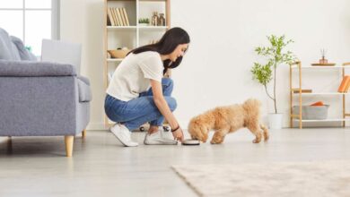 Aliment naturel pour chien : Une alternative saine aux croquettes industrielles