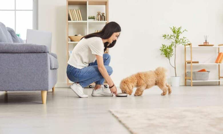 Aliment naturel pour chien : Une alternative saine aux croquettes industrielles