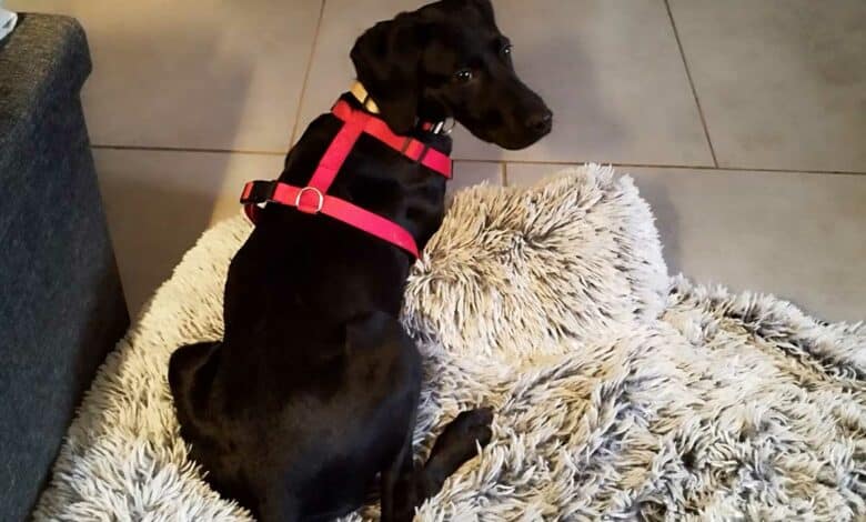 Comment Esprit Dog vous aide à gérer votre chien dans les moments de stress